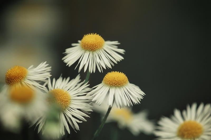 Chamomile Herb