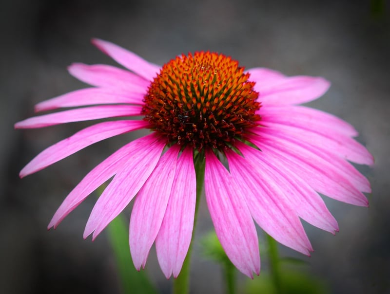 Echinacea Flower